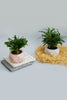 Intiki x Project Plant