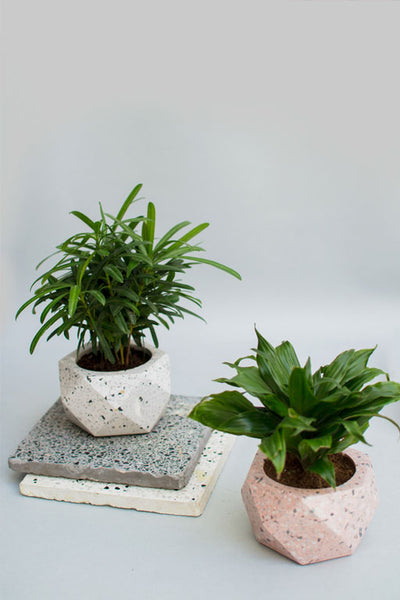 Intiki x Project Plant